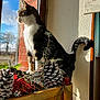Salameche a rejoint le concours — aidez-le/la à gagner de superbes lots ! cat, tabby_cat, white_fur, pinecones, holiday_decorations, wooden_box, window, sunlight, indoor, feline, curious, gazing, shadow, brick_wall, plants, nature_outside, cozy, pet, domestic_animal, decor