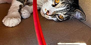 Salameche participe au concours pour gagner de l'argent avec cette photo : cat, tabby, cardboard_box, indoor, pet, animal, whiskers, fur, curious, golden_eyes, paws, collar, relaxed, close_up, looking, playful, red_string, shadow, light, box