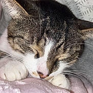 Salameche participe au concours pour gagner de l'argent avec cette photo : cat, tabby, sleeping, close_up, paw, whiskers, blanket, soft, cozy, indoor, resting, fur, pet, cute, animal, relaxation, comfort, pink, gray, nose