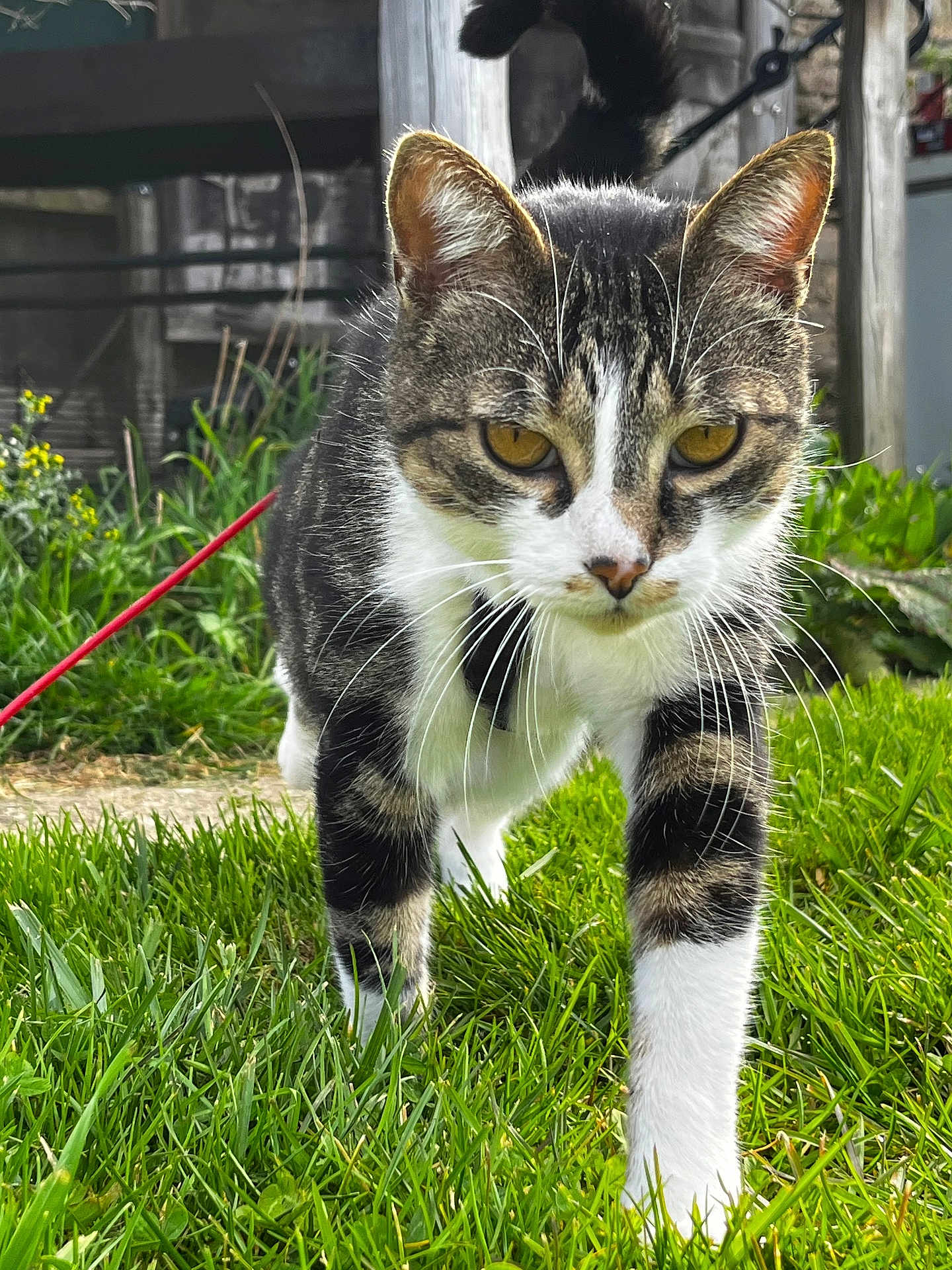 Salameche a rejoint le concours — aidez-le/la à gagner de superbes lots ! cat, tabby_cat, grass, outdoor, animal, whiskers, close_up, nature, greenery, feline, pet, walking, focused, amber_eyes, garden, rustic, wood, blurred_background, daylight, curious