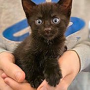 Pepper is registered to the contest to win money with this photo: black_kitten, cat, kitten, hands, person, blue_eyes, fur, cute, pet, animal, closeup, soft_focus, portrait, domestic_animal, young, feline, holding, indoor, curious, small