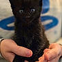 kitten, black_cat, hands, cute, pet, animal, furry, small, young, indoor, fluffy, close_up, mammal, domestic_animal, holding, face, portrait, whiskers, soft, curious
