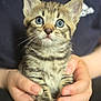 Ringo is registered to the contest to win money with this photo: kitten, cat, tabby, baby_cat, hands, human, cute, pet, animal, feline, closeup, portrait, blue_eyes, whiskers, fur, domestic_cat, young, holding, soft_light, indoor