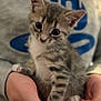 kitten, cat, pet, animal, cute, hands, human, young, fur, closeup, portrait, domestic, mammal, whiskers, tabby, small, indoor, soft, adorable, friendly