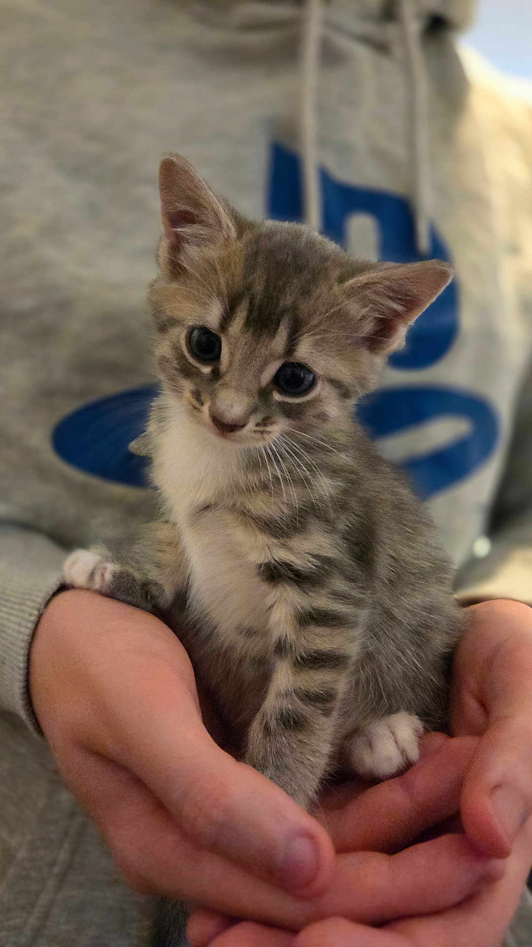 Ringo