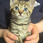 Hiccup is registered to the contest to win money with this photo: kitten, cat, tabby, baby_cat, hands, human, cute, pet, animal, feline, closeup, portrait, blue_eyes, whiskers, fur, domestic_cat, young, holding, soft_light, indoor
