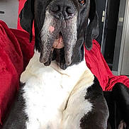 Lorko a rejoint le concours — aidez-le/la à gagner de superbes lots ! canidae, carnivore, dog, dog_breed, fawn, great_dane, guard_dog, hunting_dog, mammal, non_sporting_group, old_danish_pointer, pointer, pointing_breed, rare_breed_dog, snout, sporting_group, vertebrate