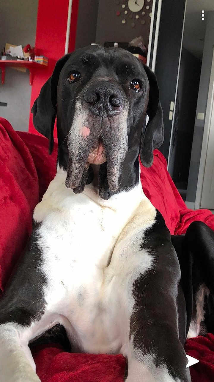 Lorko