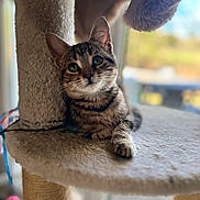 Amour participe au concours pour gagner de l'argent avec cette photo : animal, cat, cat_tree, cozy, curious, cute, ears, feline, fur, indoor, kitten, natural_light, paws, pet, resting, soft_focus, tabby, whiskers, window, young_cat