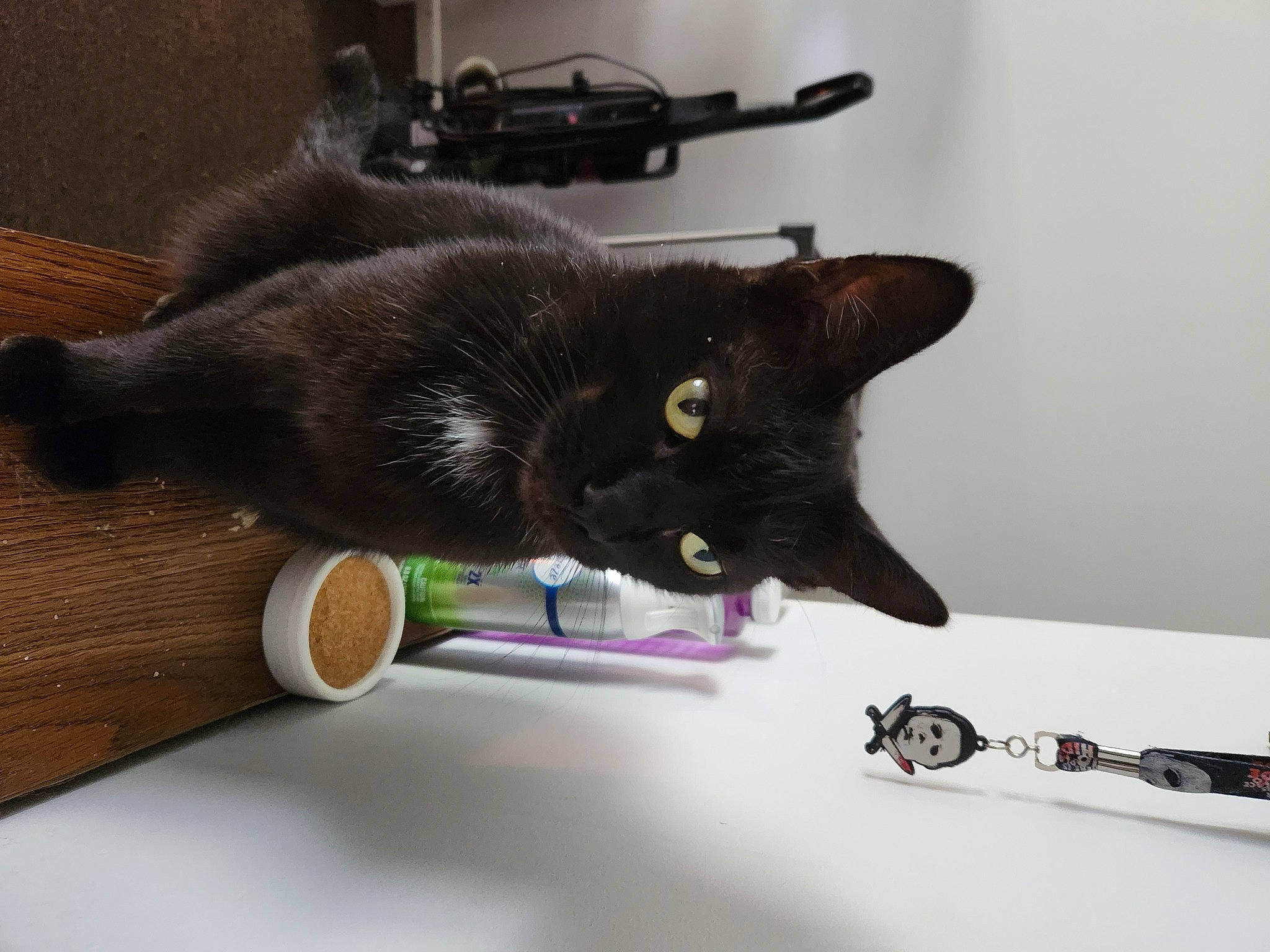 Gil joined the competition — help win amazing prizes! black_cat, bombay, carnivore, cat, claw, domestic_short_haired_cat, felidae, fur, hardwood, plant, small_to_medium_sized_cats, tail, whiskers, wood