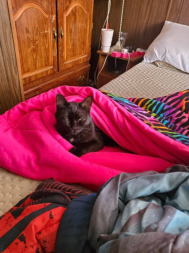 Gil is registered to the contest to win money with this photo: cabinetry, carnivore, cat, chest_of_drawers, comfort, drawer, felidae, floor, flooring, furniture, grey, hardwood, interior_design, linens, pillow, purple, small_to_medium_sized_cats, textile, whiskers, wood