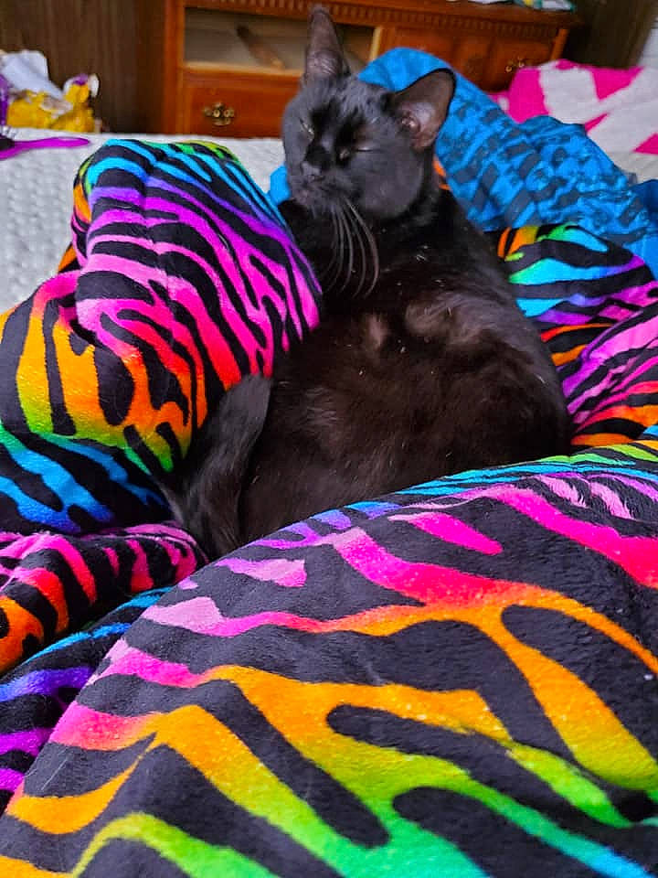 Gil joined the competition — help win amazing prizes! black_cat, bombay, canidae, carnivore, cat, comfort, companion_dog, dog_breed, fawn, felidae, grey, linens, magenta, pattern, purple, small_to_medium_sized_cats, sporting_group, tail, terrestrial_animal, whiskers