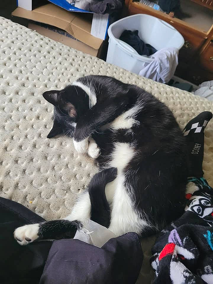 Chia is registered to the contest to win money with this photo: bag, carnivore, cat, claw, comfort, dog_breed, domestic_short_haired_cat, felidae, flooring, foot, fur, human_leg, lap, linens, luggage_and_bags, room, small_to_medium_sized_cats, tail, whiskers