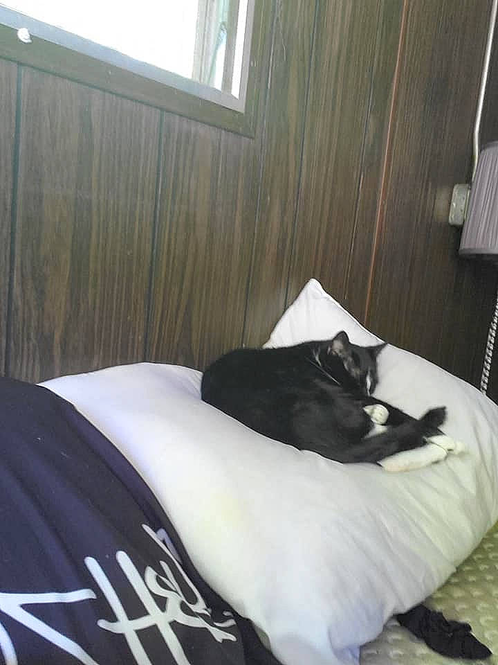 Chia joined the competition — help win amazing prizes! bed, bed_frame, bedding, carnivore, cat, comfort, companion_dog, felidae, floor, flooring, hardwood, house, interior_design, linens, mattress, room, small_to_medium_sized_cats, whiskers, window, wood