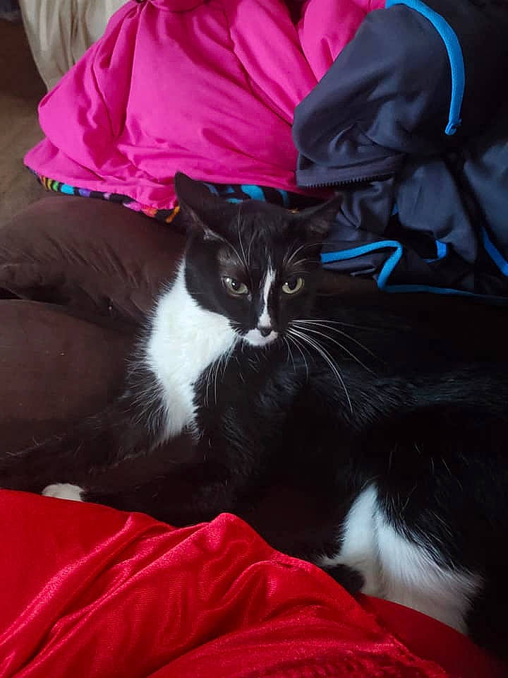 Chia is registered to the contest to win money with this photo: carnivore, cat, comfort, domestic_short_haired_cat, electric_blue, felidae, foot, formal_wear, fur, hat, human_leg, lap, linens, magenta, nap, sitting, sleeve, small_to_medium_sized_cats, tail, whiskers