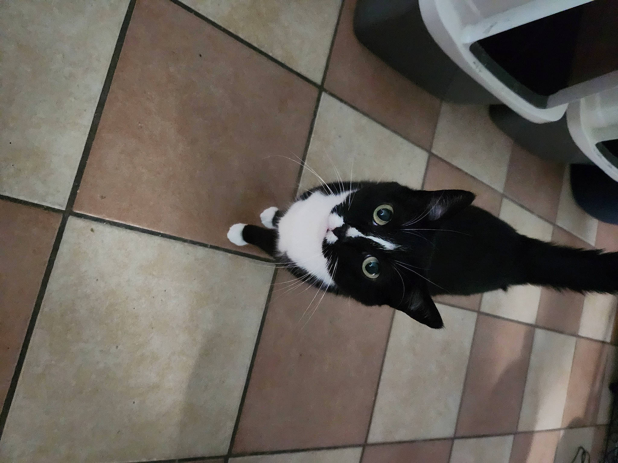 Chia joined the competition — help win amazing prizes! carnivore, cat, dog_breed, domestic_short_haired_cat, felidae, floor, flooring, fur, hardwood, small_to_medium_sized_cats, sporting_group, tail, terrestrial_animal, tile, tile_flooring, whiskers, wood