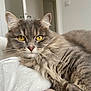 abyssinian, angora, animal, blanket, cat, couch, furniture, hardwood, homedecor, kitten, linen, manx, pet, siamese, towel, wood