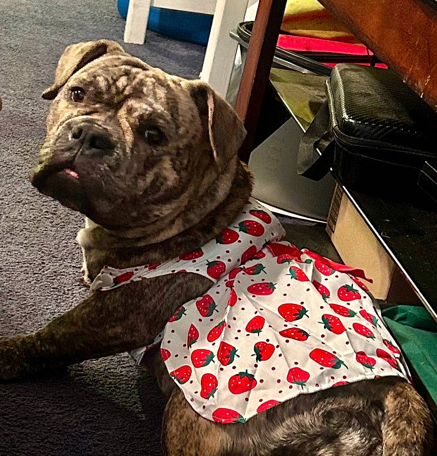 Beulah joined the competition — help win amazing prizes! bag, carnivore, collar, companion_dog, dog, dog_breed, dog_clothes, dog_collar, dog_supply, fawn, fur, leash, liver, pattern, pet_supply, tail, whiskers, window, working_animal, wrinkle