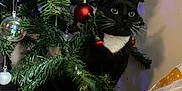 Logan joined the competition — help win amazing prizes! cat, christmas_tree, ornament, black_cat, indoor, decorations, holiday, festive, curious, feline, tuxedo_cat, tree_branch, greenery, wooden_shelf, gift_bag, colorful, whiskers, eyes, playful, pet