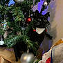 cat, christmas_tree, ornament, black_cat, indoor, decorations, holiday, festive, curious, feline, tuxedo_cat, tree_branch, greenery, wooden_shelf, gift_bag, colorful, whiskers, eyes, playful, pet