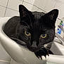 Logan is registered to the contest to win money with this photo: cat, black_cat, white_paws, bathroom, sink, tiled_wall, domestic, pet, feline, curious, close_up, yellow_eyes, whiskers, indoor, resting, animal, cute, portrait, household, fur