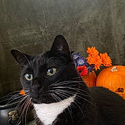 Logan joined the competition — help win amazing prizes! cat, tuxedo_cat, black_and_white, whiskers, green_eyes, pumpkin, carved_pumpkin, flowers, orange_flowers, purple_flowers, halloween, autumn, decor, indoor, close_up, pet, feline, cute, holiday, still_life