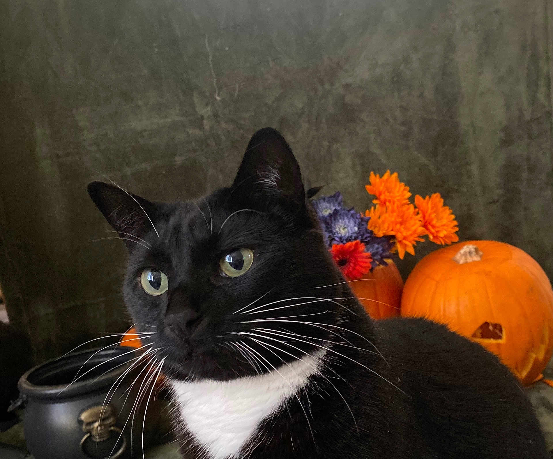 Logan joined the competition — help win amazing prizes! cat, tuxedo_cat, black_and_white, whiskers, green_eyes, pumpkin, carved_pumpkin, flowers, orange_flowers, purple_flowers, halloween, autumn, decor, indoor, close_up, pet, feline, cute, holiday, still_life