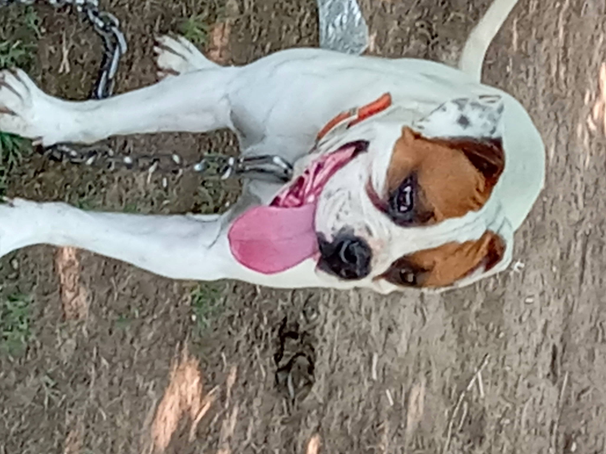 Trigger joined the competition — help win amazing prizes! ancient_dog_breeds, ball, canidae, carnivore, companion_dog, dog, dog_breed, dog_collar, dog_supply, fawn, fur, grass, non_sporting_group, pet_supply, plant, snout, sporting_group, tail, toy, working_animal