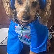 Toby is registered to the contest to win money with this photo: dog, small_dog, blue_clothing, visor, pet, indoors, couch, brown_fur, curious_expression, sitting, close_up, canine, animal, domestic_animal, cute, portrait, looking_at_camera, furry, pet_accessory, home