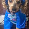 dog, small_dog, blue_clothing, visor, pet, indoors, couch, brown_fur, curious_expression, sitting, close_up, canine, animal, domestic_animal, cute, portrait, looking_at_camera, furry, pet_accessory, home