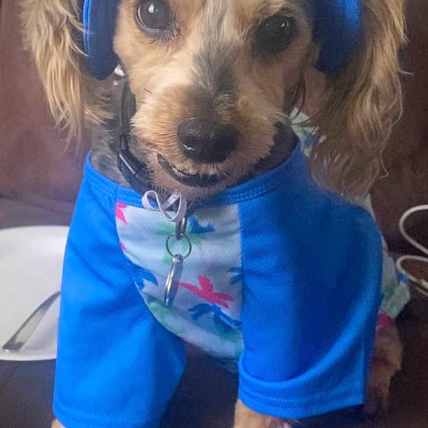 Toby is registered to the contest to win money with this photo: dog, small_dog, blue_clothing, visor, pet, indoors, couch, brown_fur, curious_expression, sitting, close_up, canine, animal, domestic_animal, cute, portrait, looking_at_camera, furry, pet_accessory, home