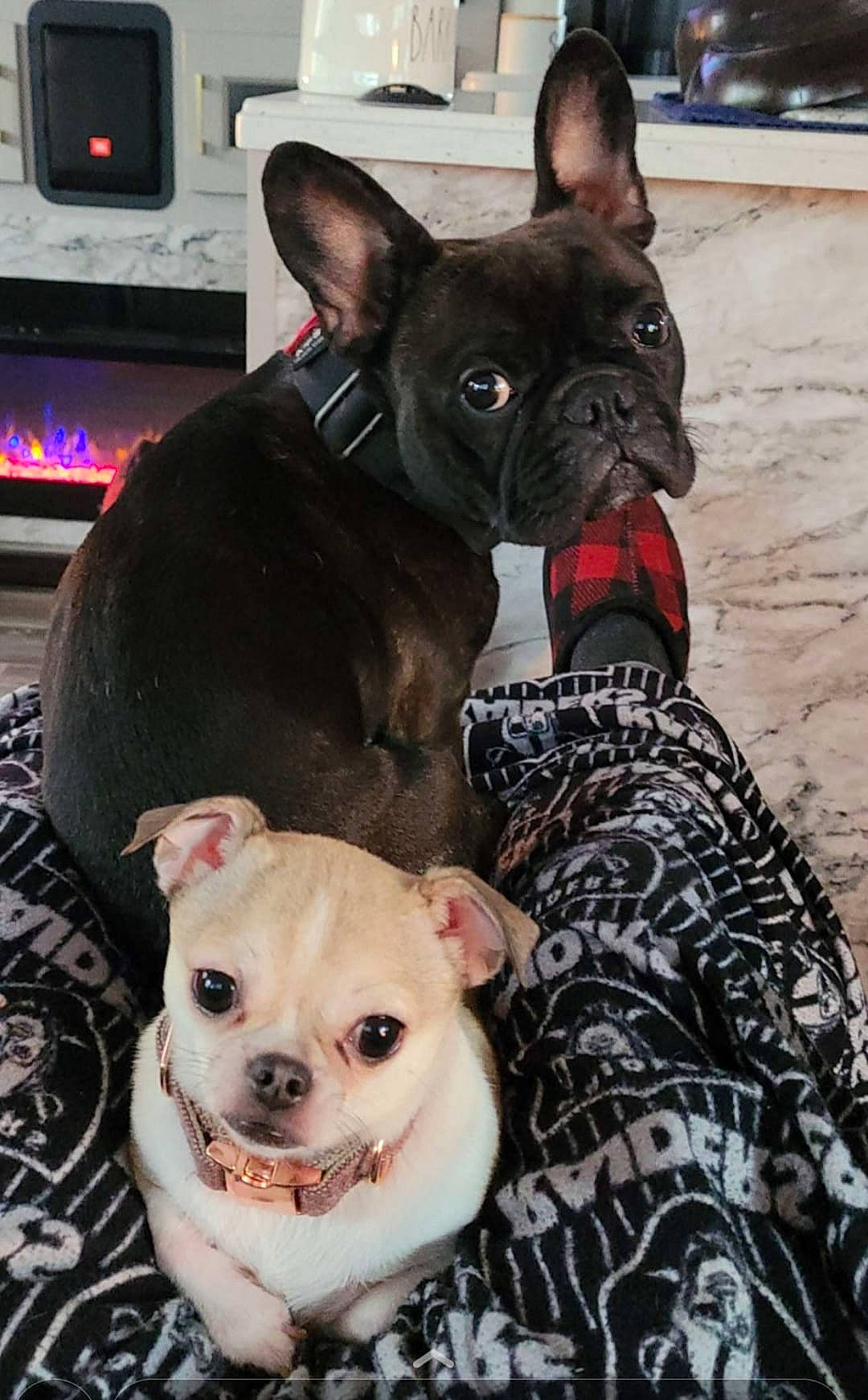 Raider joined the competition — help win amazing prizes! blue, canidae, carnivore, collar, companion_dog, dog, dog_breed, dog_collar, dog_supply, ear, fawn, mammal, pet_supply, pink, snout, sporting_group, toy_dog, whiskers, white, working_animal