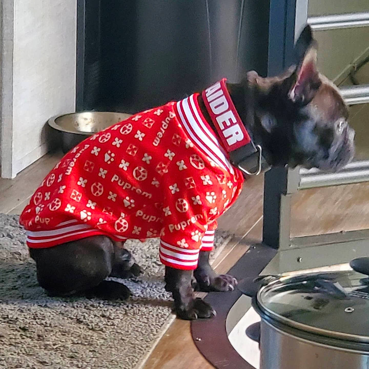 Raider is registered to the contest to win money with this photo: art, automotive_tire, automotive_wheel_system, canidae, carmine, carnivore, companion_dog, dog, dog_breed, dog_supply, felidae, flooring, fur, human_leg, pattern, red, snout, sporting_group, street_fashion, tail