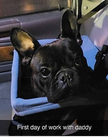 Raider joined the competition — help win amazing prizes! bulldog, canidae, carnivore, companion_dog, dog, dog_breed, ear, fawn, french_bulldog, fur, non_sporting_group, puppy, snout, sporting_group, terrestrial_animal, toy_dog, vertebrate, whiskers, working_animal, wrinkle