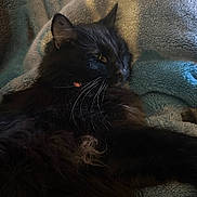 Shadow is registered to the contest to win money with this photo: cat, black_cat, furry, sleepy, pet, animal, whiskers, fur, cozy, blanket, indoor, relaxed, closeup, resting, cute, mammal, soft, comfort, domestic_cat, feline