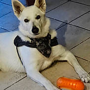 Tessie a rejoint le concours — aidez-le/la à gagner de superbes lots ! dog, white_dog, bandana, pet, indoor, tile_floor, toy, orange_toy, animal, canine, paw, looking, cute, pet_accessory, playful, resting, domestic_animal, ears_up, alert, companion