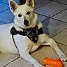 dog, white_dog, bandana, pet, indoor, tile_floor, toy, orange_toy, animal, canine, paw, looking, cute, pet_accessory, playful, resting, domestic_animal, ears_up, alert, companion