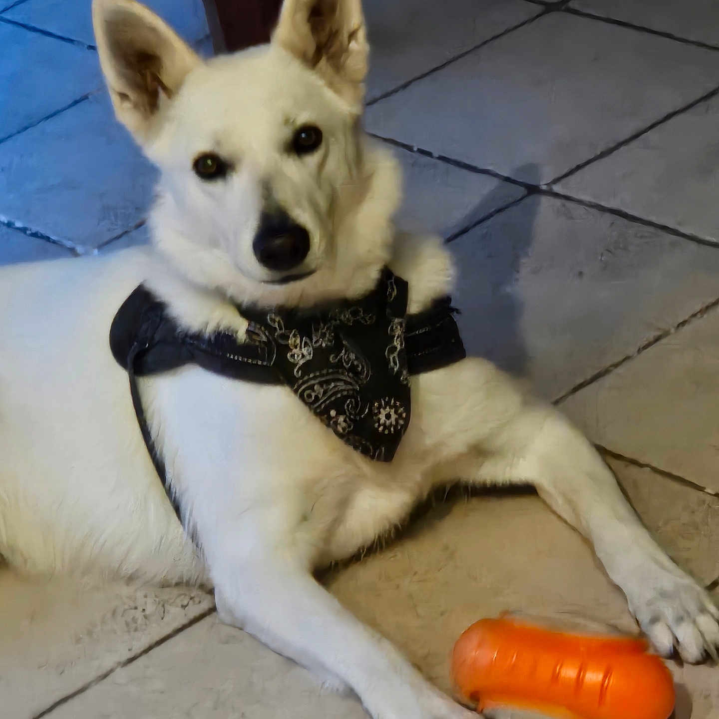 Tessie a rejoint le concours — aidez-le/la à gagner de superbes lots ! dog, white_dog, bandana, pet, indoor, tile_floor, toy, orange_toy, animal, canine, paw, looking, cute, pet_accessory, playful, resting, domestic_animal, ears_up, alert, companion