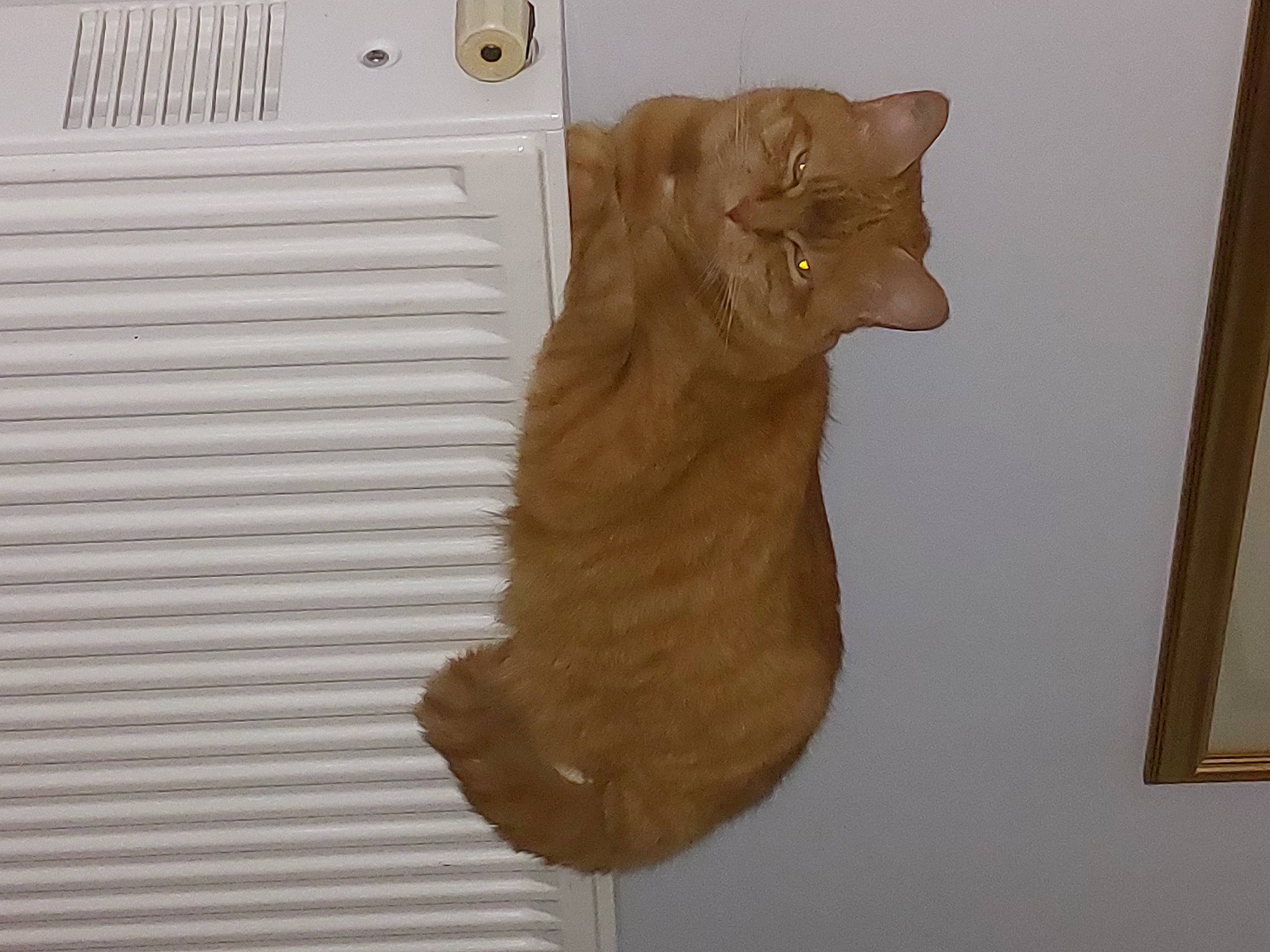 Harry participe au concours pour gagner de l'argent avec cette photo : art, artifact, canidae, carnivore, cat, dog_breed, domestic_short_haired_cat, door_handle, fawn, felidae, fur, hardwood, liver, sculpture, small_to_medium_sized_cats, snout, tail, terrestrial_animal, whiskers, wood