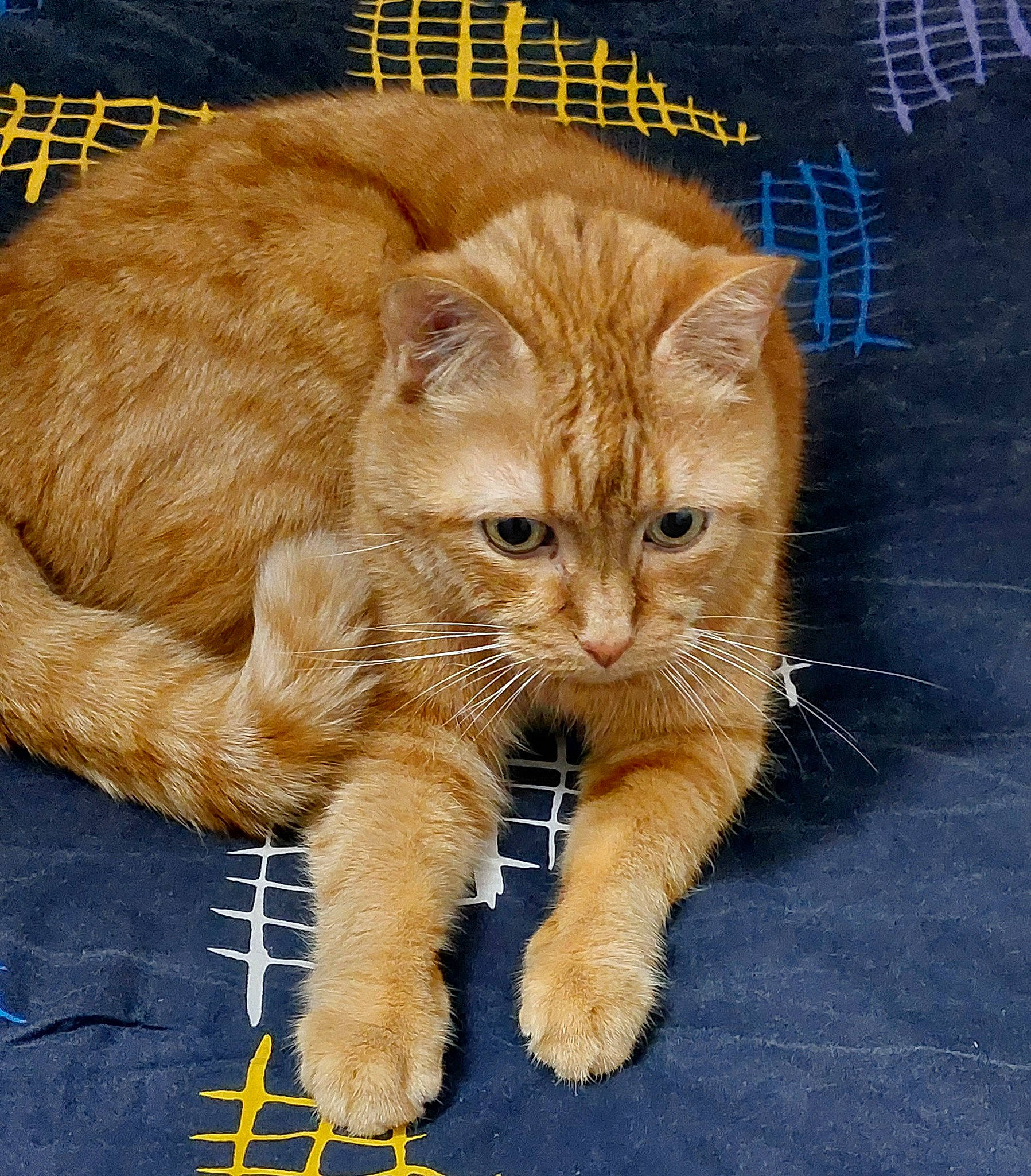 Harry a rejoint le concours — aidez-le/la à gagner de superbes lots ! carnivore, cat, cat_supply, claw, domestic_short_haired_cat, fawn, felidae, fur, paw, sitting, small_to_medium_sized_cats, snout, tail, terrestrial_animal, whiskers