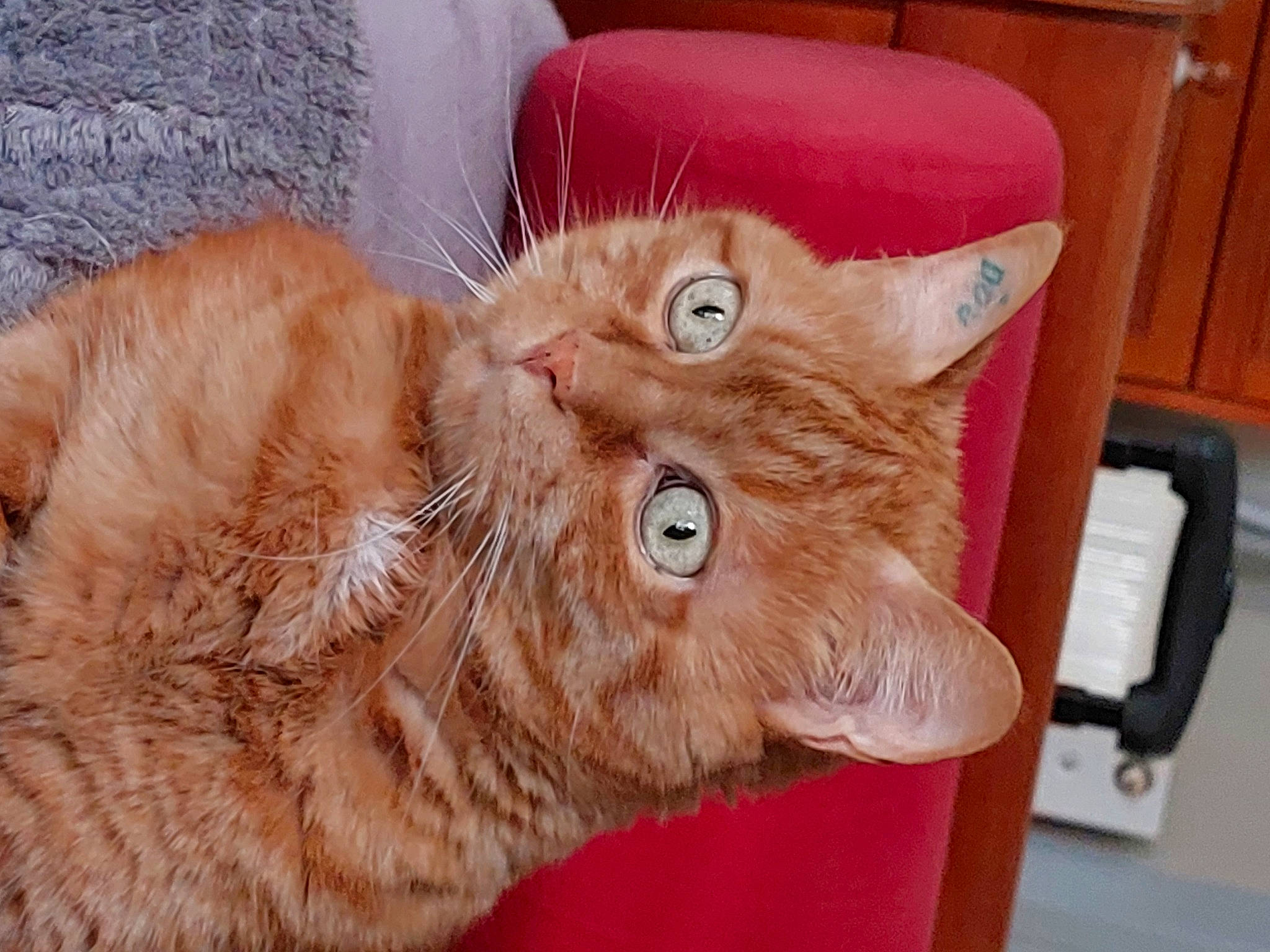 Harry participe au concours pour gagner de l'argent avec cette photo : carnivore, cat, claw, comfort, domestic_short_haired_cat, fawn, felidae, fur, glasses, hardwood, paw, small_to_medium_sized_cats, snout, tail, terrestrial_animal, whiskers, wood, wrinkle