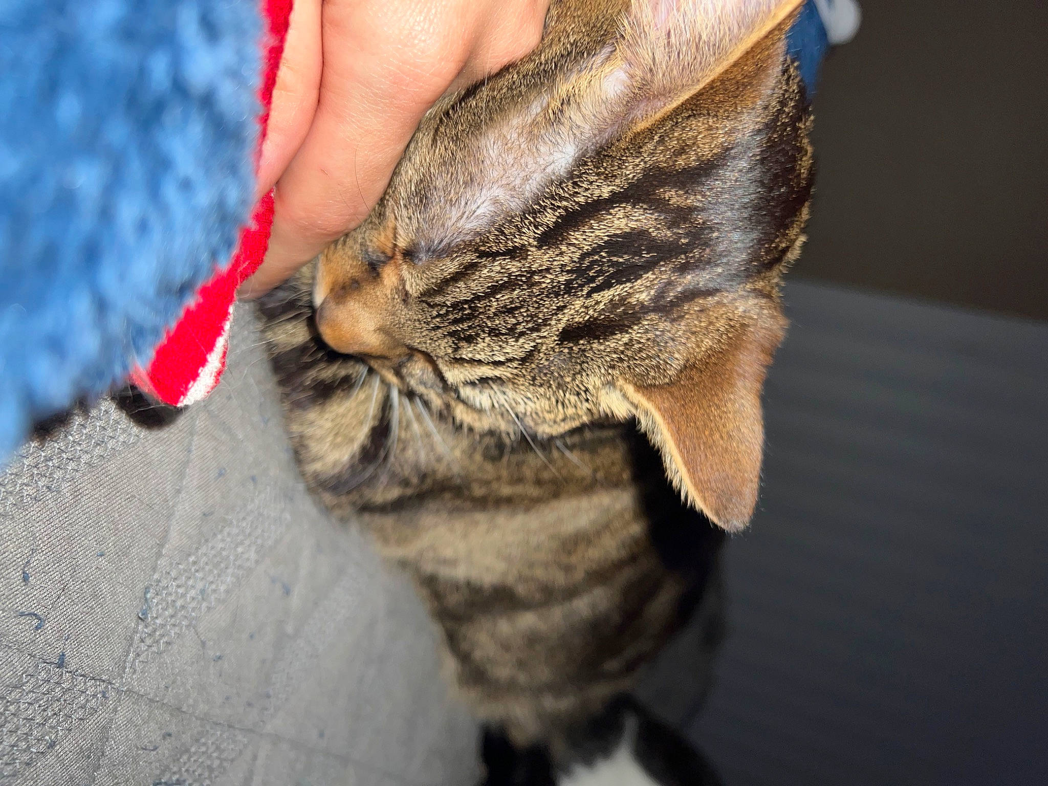 Charlotte joined the competition — help win amazing prizes! carnivore, cat, close_up, denim, domestic_short_haired_cat, electric_blue, fawn, felidae, foot, fur, gesture, grey, hand, human_leg, nail, paw, small_to_medium_sized_cats, snout, tail, whiskers