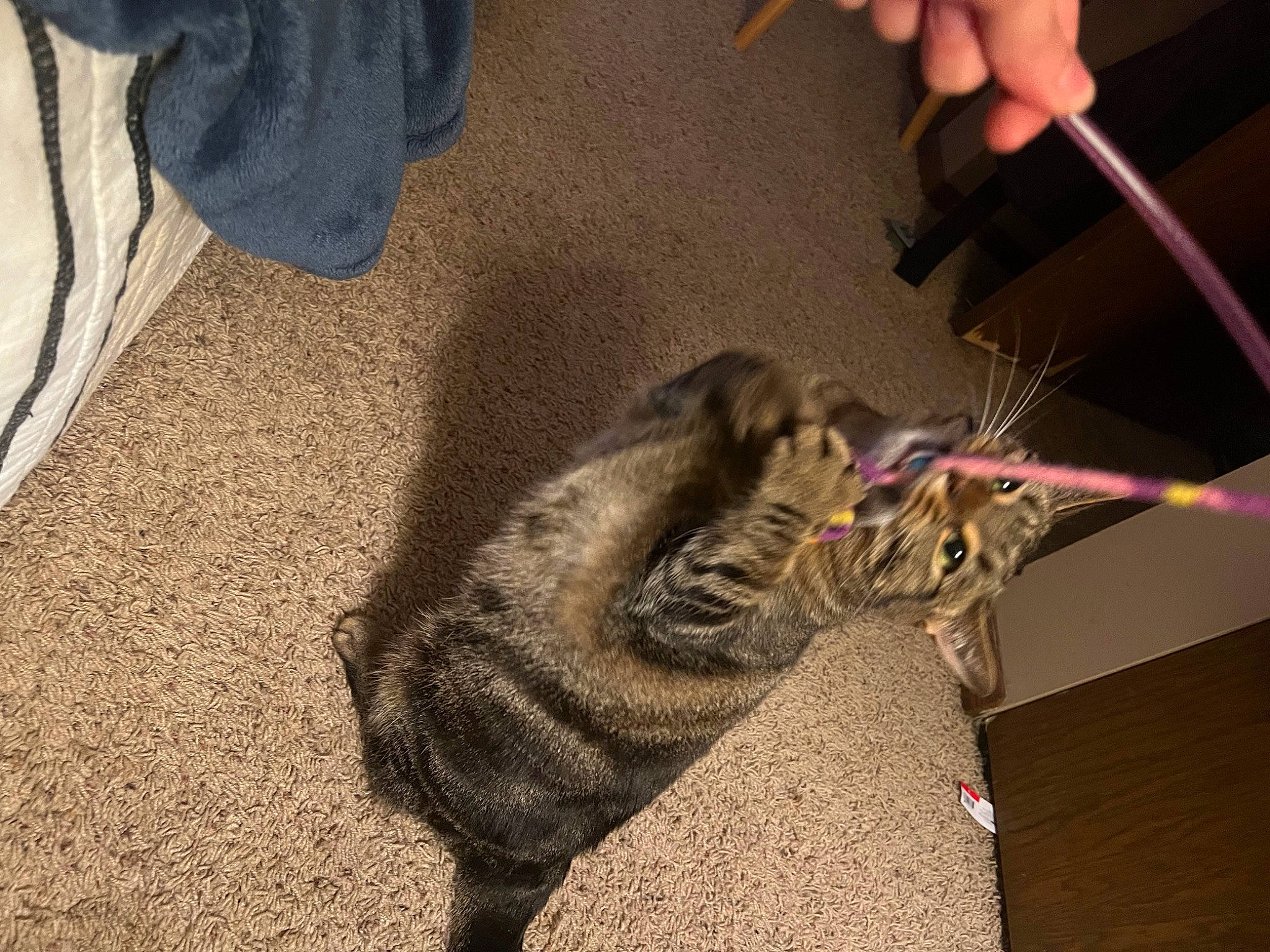 Charlotte is registered to the contest to win money with this photo: carpet, cat, claw, domestic_short_haired_cat, electrical_wiring, felidae, flooring, foot, fur, human_leg, paw, safety_glove, shadow, small_to_medium_sized_cats, soil, tail, terrestrial_animal, whiskers, wire, wood