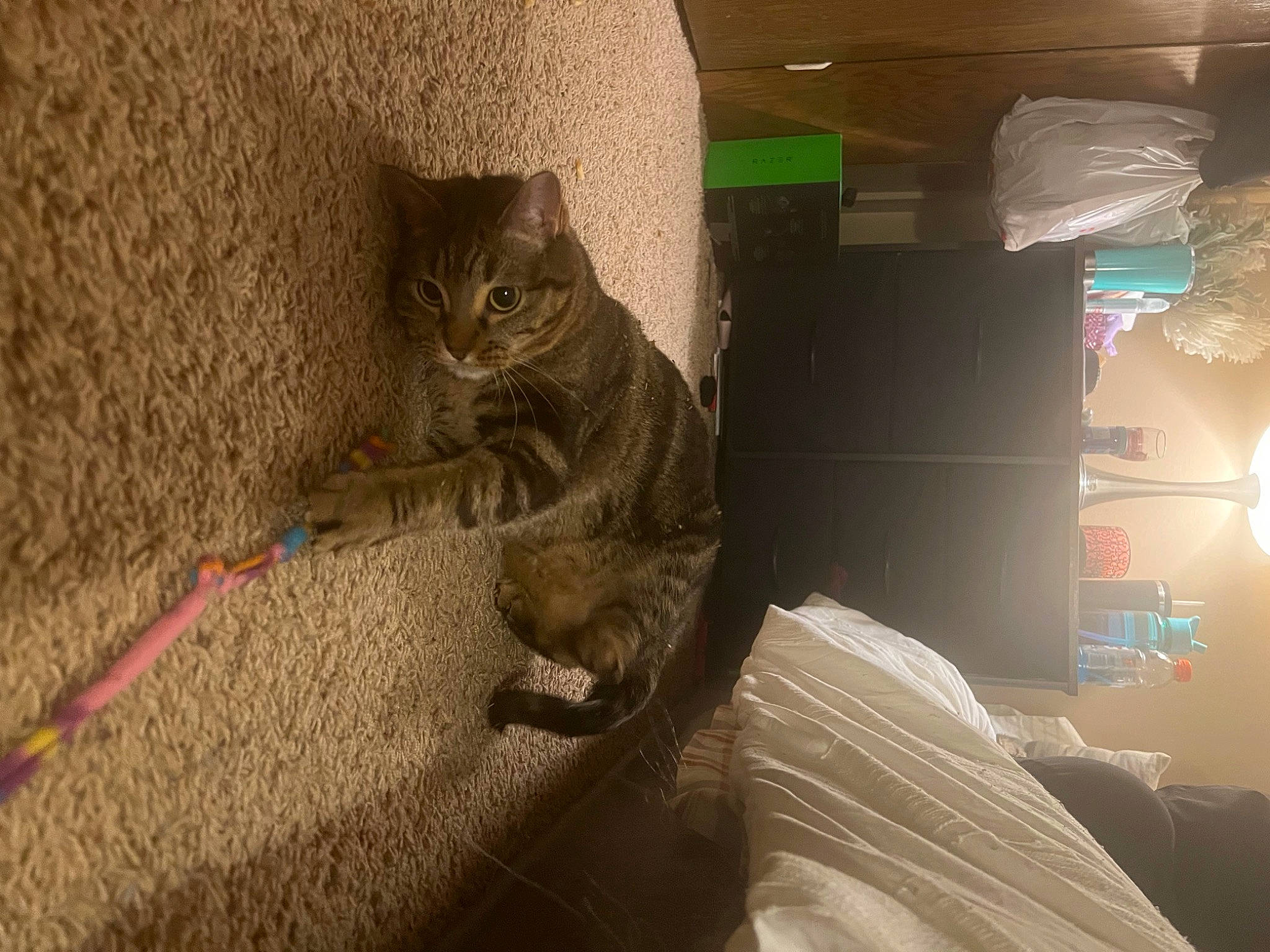Charlotte is registered to the contest to win money with this photo: carnivore, cat, claw, comfort, domestic_short_haired_cat, fawn, felidae, flooring, fur, grey, paw, pet_supply, small_to_medium_sized_cats, snout, tail, whiskers