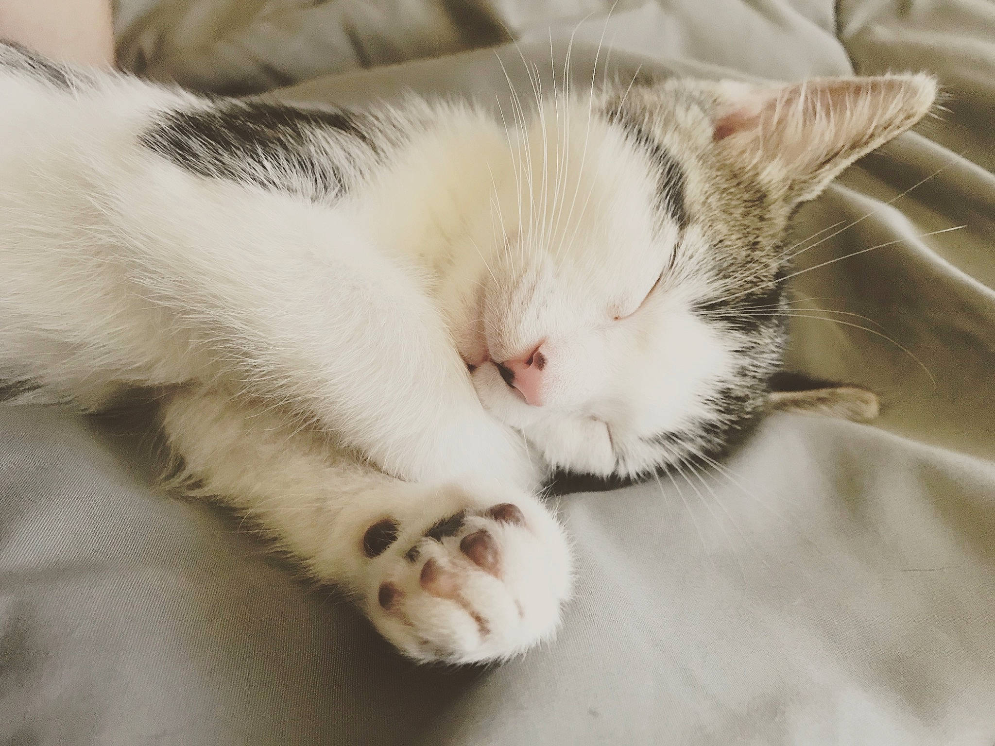 Gideon is registered to the contest to win money with this photo: carnivore, cat, cat_supply, claw, comfort, domestic_short_haired_cat, felidae, foot, fur, nap, paw, sleep, small_to_medium_sized_cats, snout, tail, whiskers