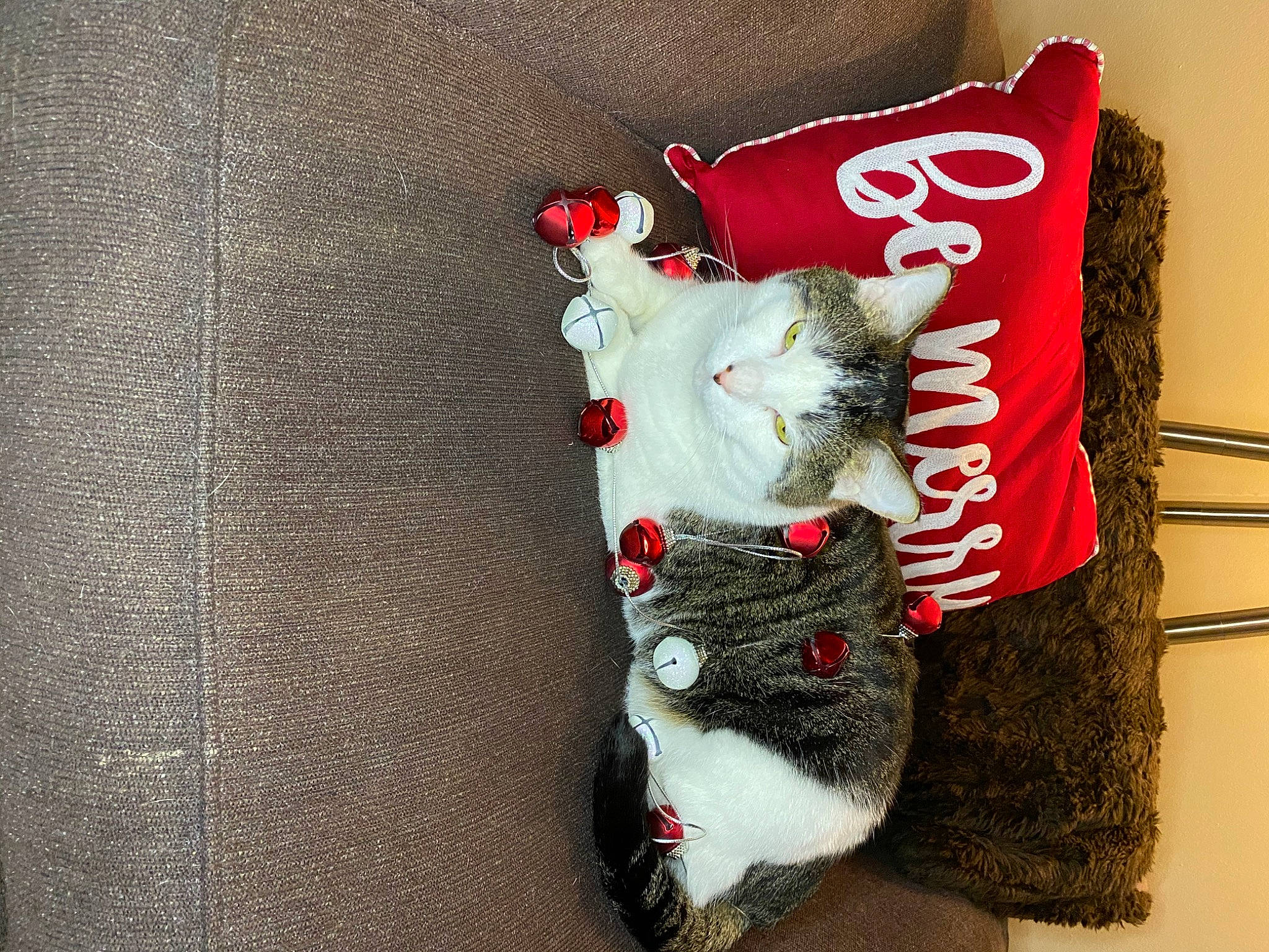 Gideon is registered to the contest to win money with this photo: carmine, carnivore, christmas, christmas_decoration, christmas_eve, christmas_ornament, fashion_accessory, fawn, felidae, font, fur, home_accessories, interior_design, ornament, pattern, small_to_medium_sized_cats, sock, stuffed_toy, tail, whiskers