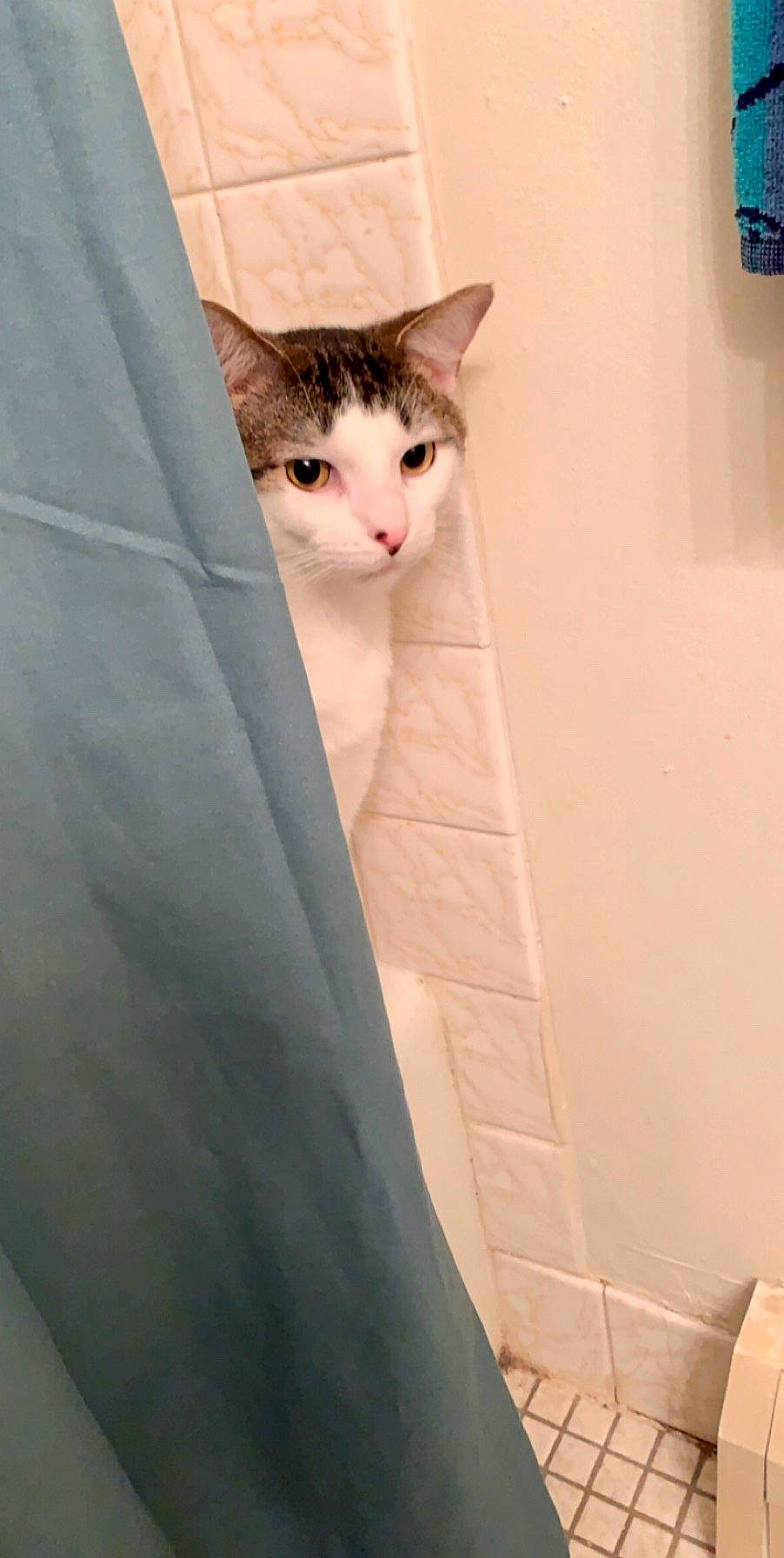 Gideon joined the competition — help win amazing prizes! cardboard, carnivore, cat, curtain, domestic_short_haired_cat, fawn, felidae, flooring, formal_wear, fur, hardwood, paper_product, room, sitting, small_to_medium_sized_cats, snout, tail, whiskers, window, wood