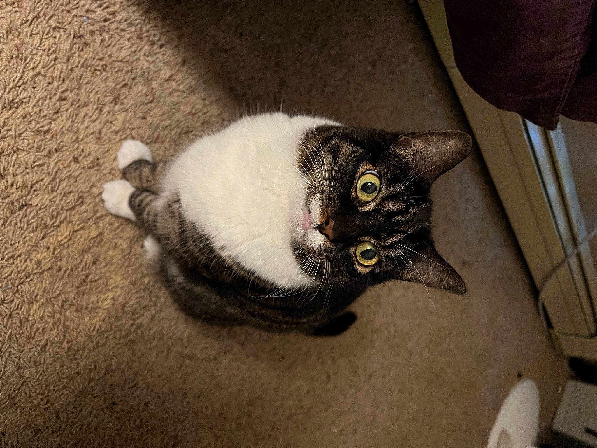 Stella is registered to the contest to win money with this photo: carnivore, cat, claw, comfort, domestic_short_haired_cat, felidae, fur, grey, paw, small_to_medium_sized_cats, snout, tail, terrestrial_animal, whiskers, wood