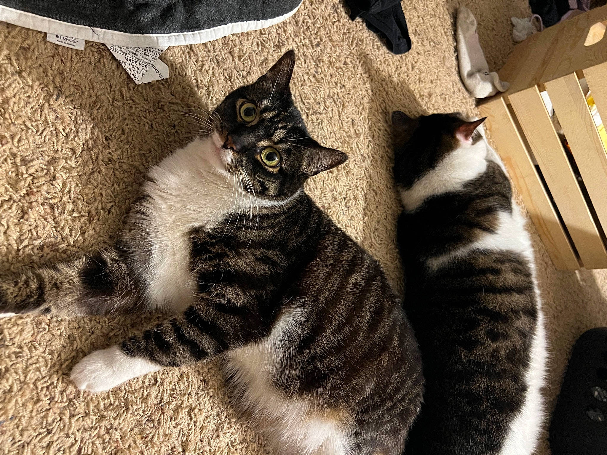 Stella joined the competition — help win amazing prizes! automotive_tire, black_cat, carnivore, cat, claw, comfort, domestic_short_haired_cat, felidae, flooring, foot, fur, grey, leg, paw, sitting, small_to_medium_sized_cats, snout, tail, terrestrial_animal, whiskers