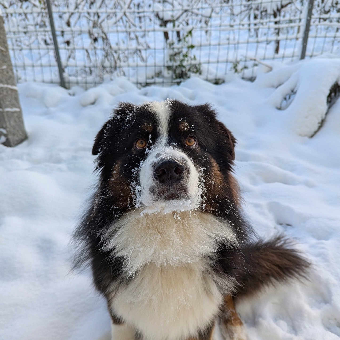 Tao a rejoint le concours — aidez-le/la à gagner de superbes lots ! animal, beard, black, brown, cold, cute, dog, eyes, face, fence, fluffy, fur, nature, outdoor, pet, portrait, sitting, snow, white, winter
